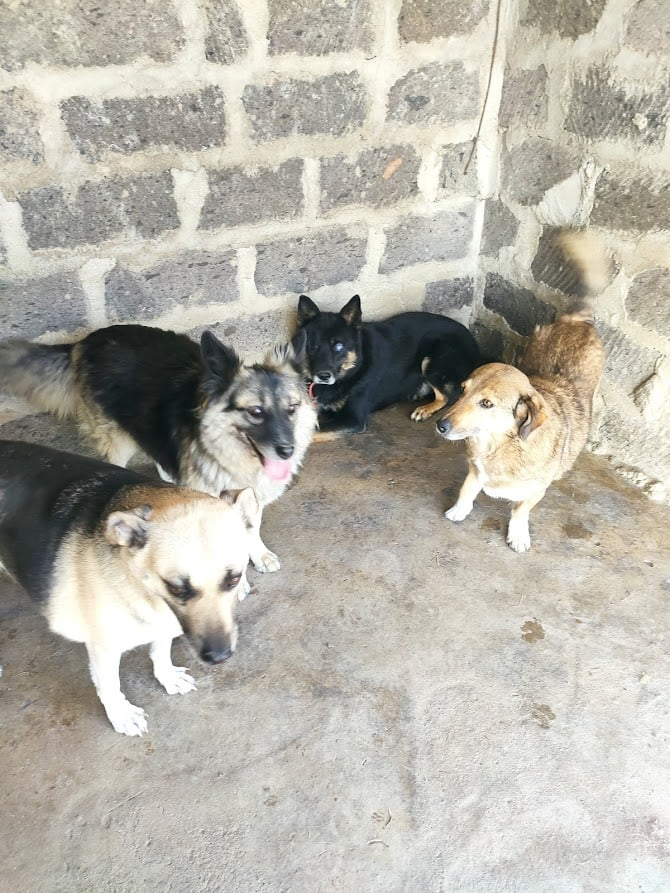 Уголёк. Хроники слепого пса