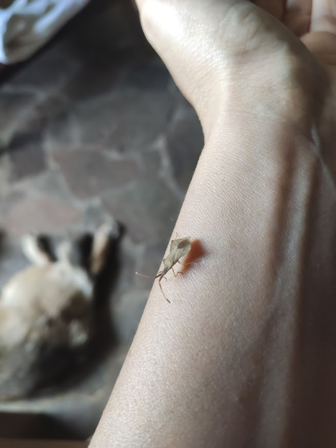 Запах пшата