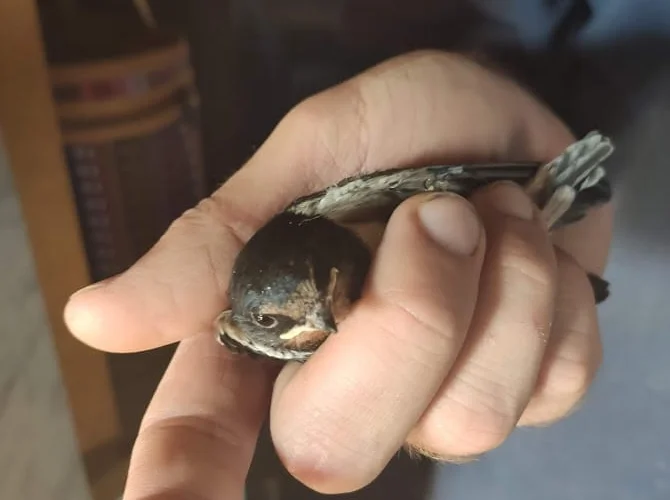 Три - четыре мухи в час