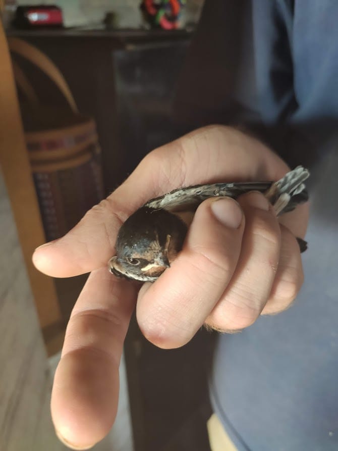 Три - четыре мухи в час