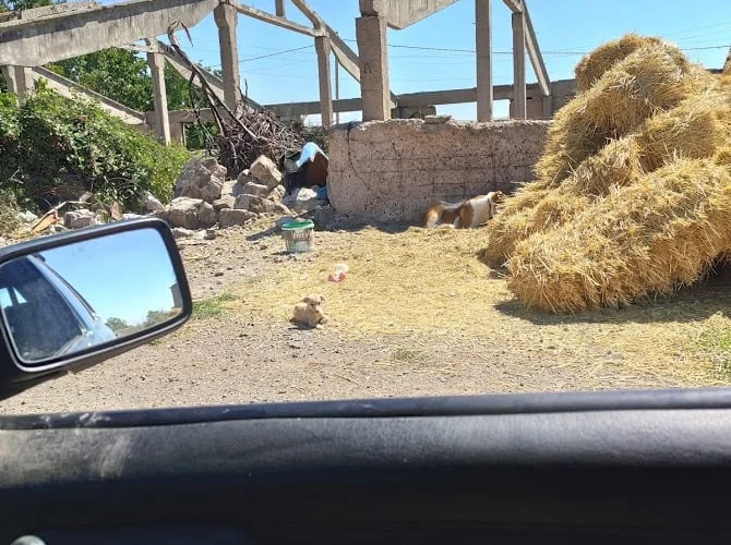 Собственная скотина