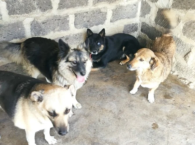 Уголёк. Хроники слепого пса