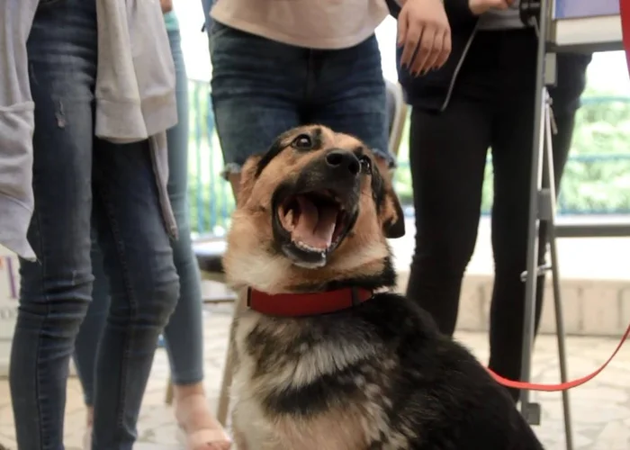 История про невероятнейшего пса или явление миру новой терапевтической собаки