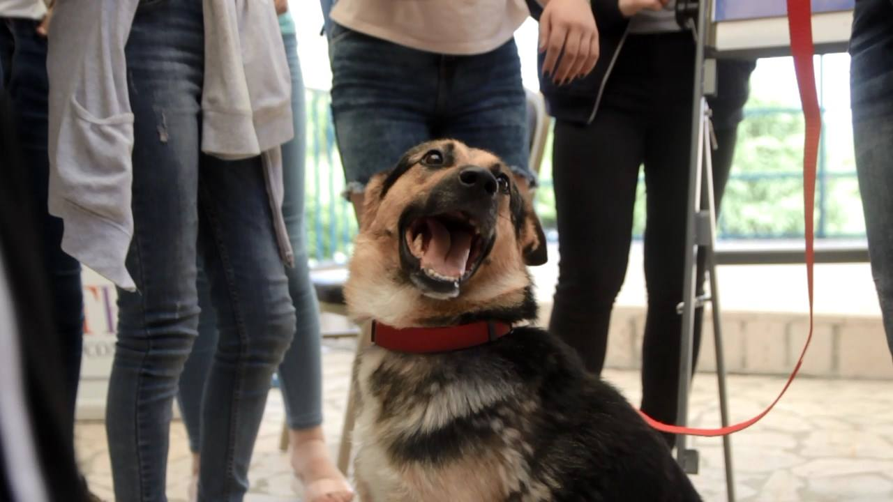 История про невероятнейшего пса или явление миру новой терапевтической собаки