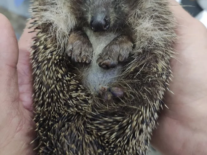 Мы не спасли Эстер