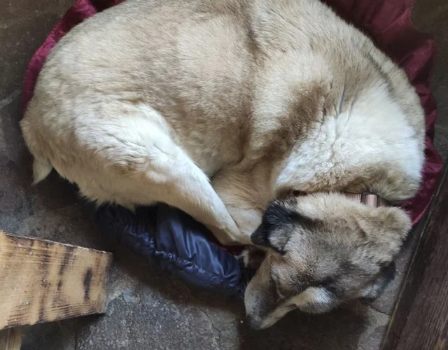 Лалош и стафилококк