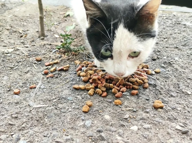 Любить=гладить