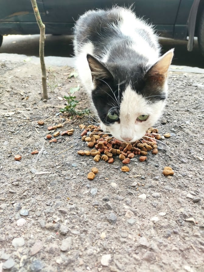 Любить=гладить