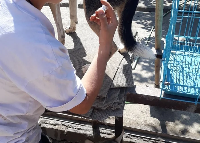 Помощь Kofi's shelter