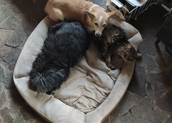 Анти-психозная терапия. Бесплатно.