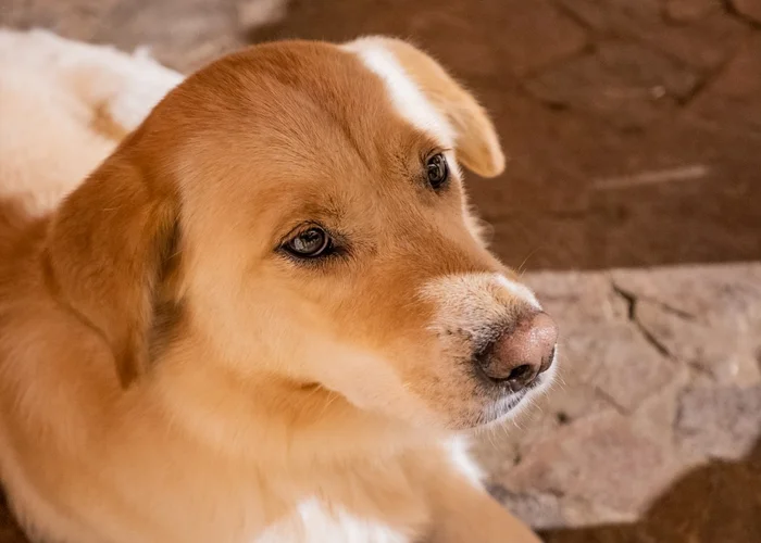 Сэмми, просто Сэмми