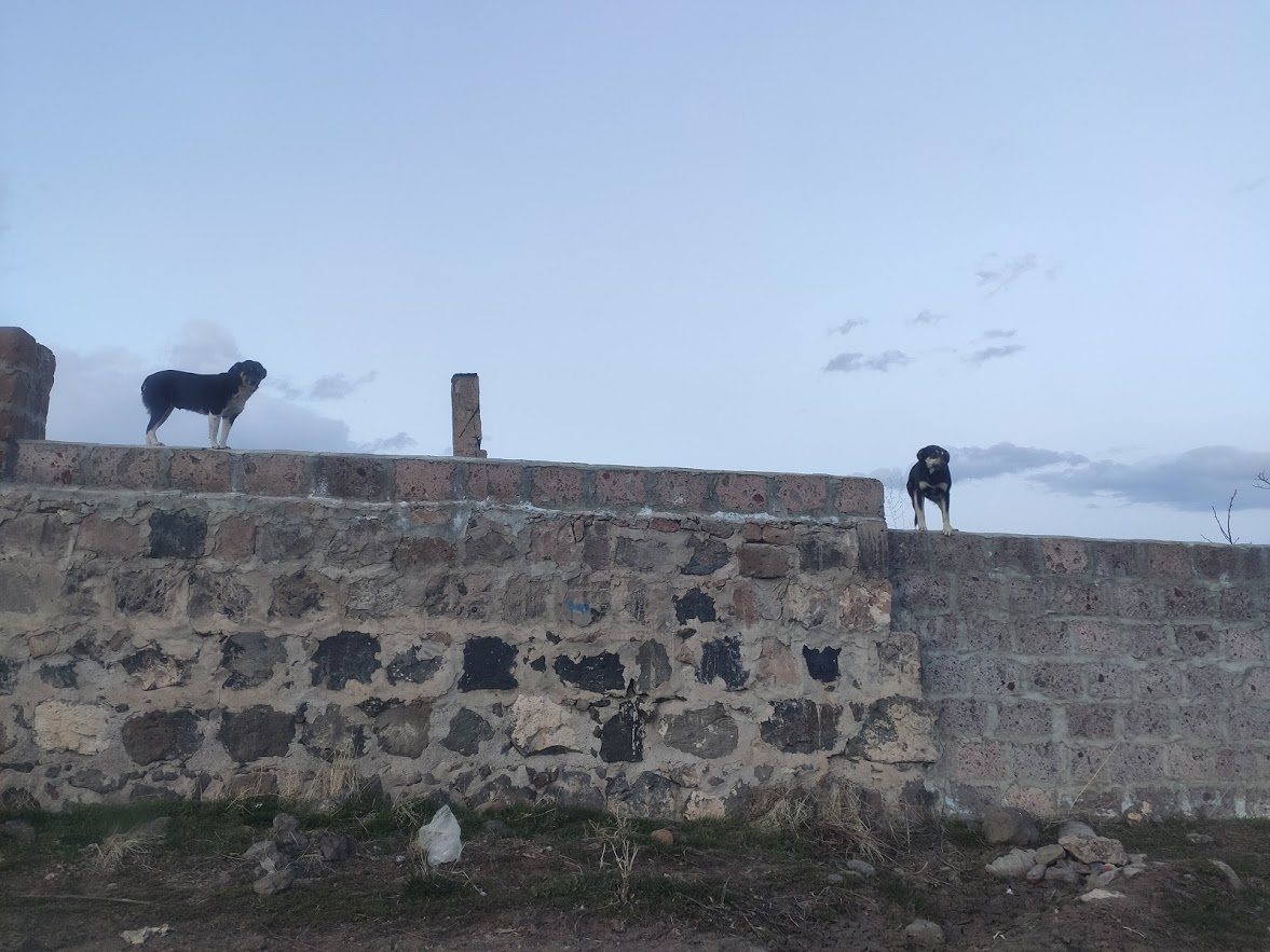 Скалолазный ген