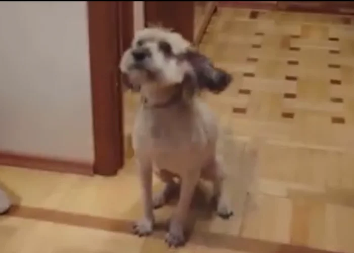 Пушок (славонакани шун)