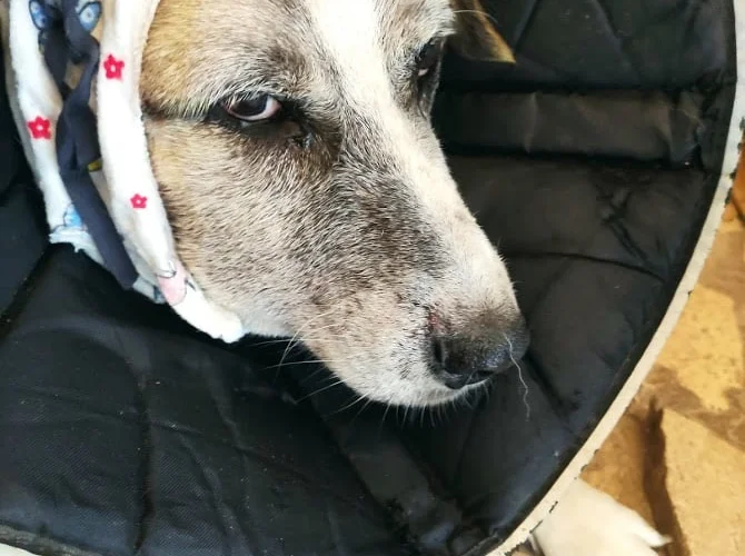 Ухо Лалоша - 2