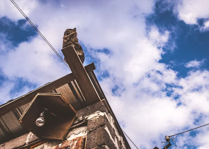 Люблю Кентавр